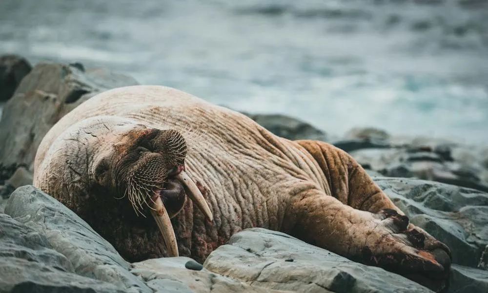 16 Tusk-Worthy Facts about Walruses [#7 Will Shock You]