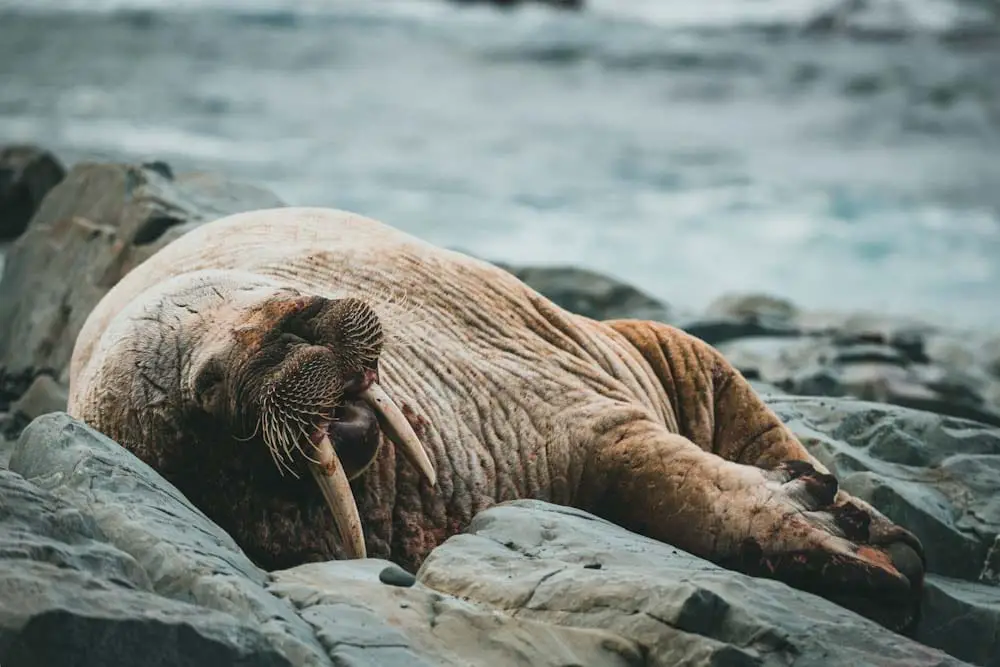 You are currently viewing 16 Tusk-Worthy Facts about Walruses [#7 Will Shock You]