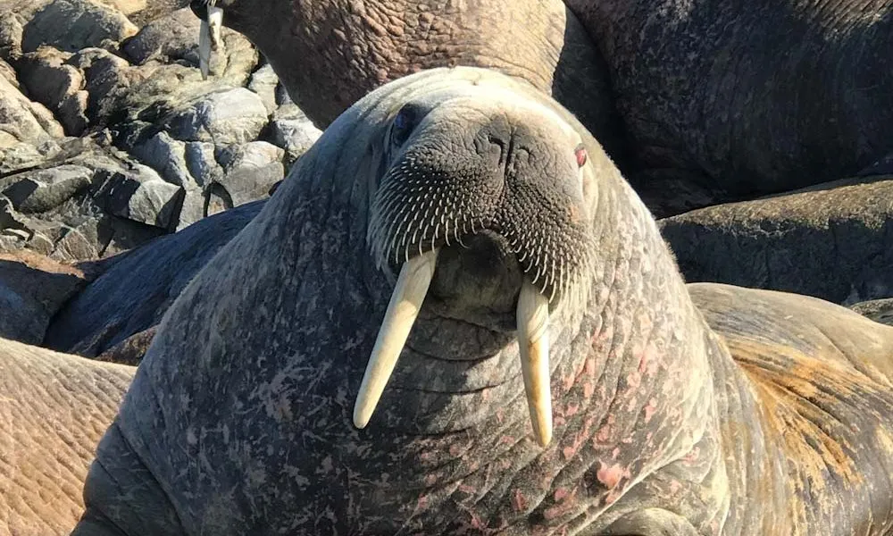 How Smart Are Walruses?