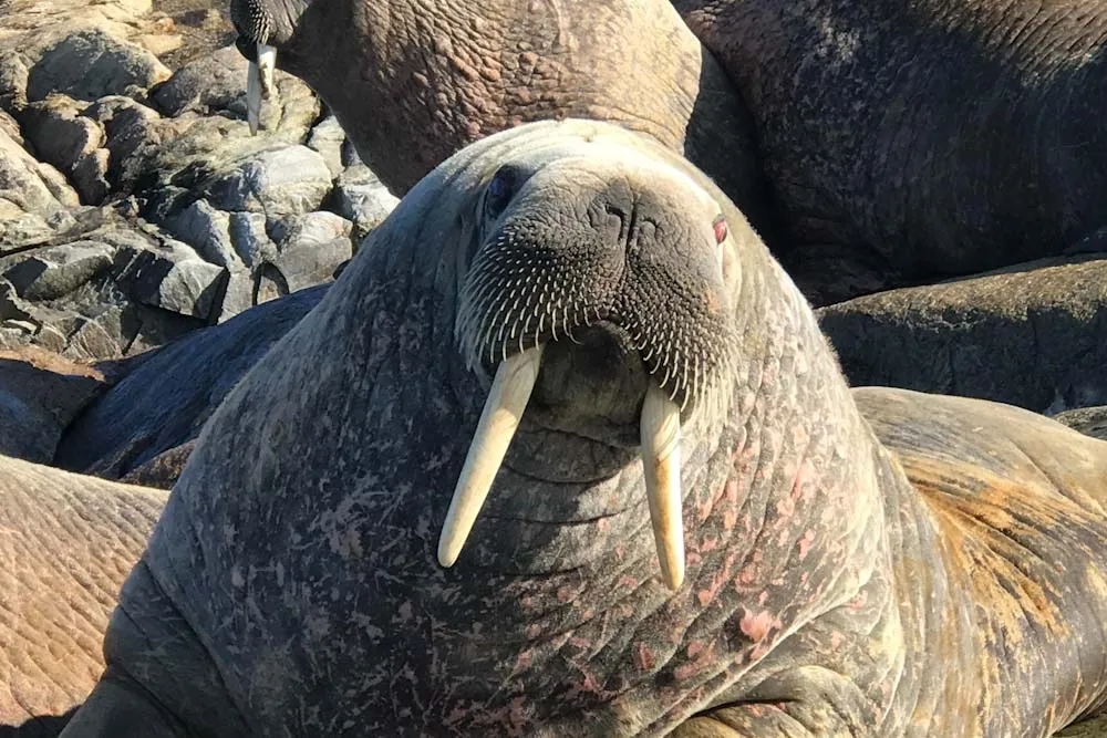 You are currently viewing How Smart Are Walruses?