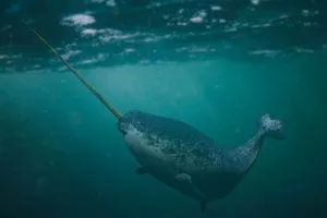 Read more about the article Why Narwhals Can’t Live in Captivity [+ Where Can You See Them]