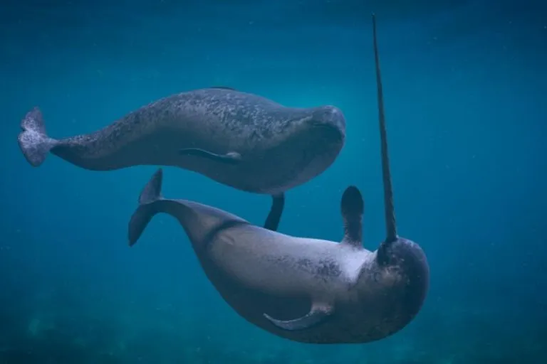 Why Does a Narwhal Have a Horn? [Unicorns of the Sea Explained] - Polar ...