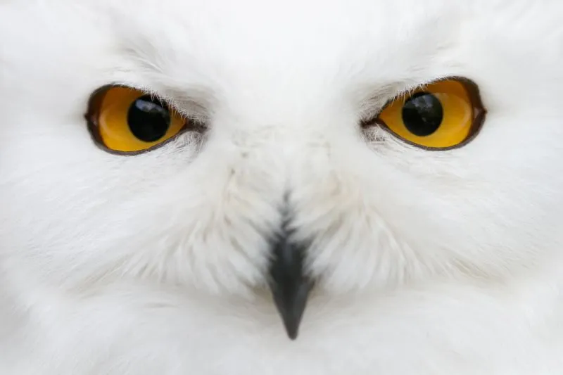 Snowy-Owl-Eye