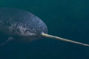 Read more about the article Are Narwhals Dangerous? Can They Kill You?