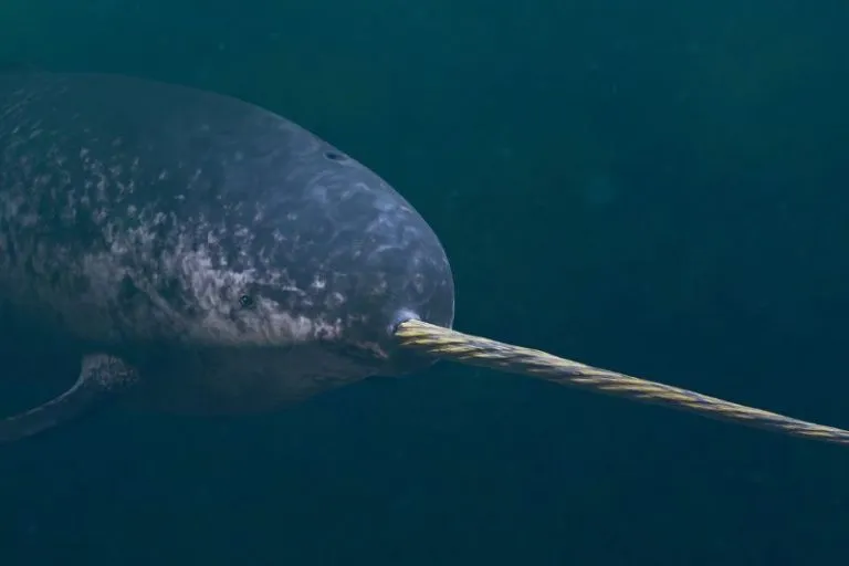 Why Narwhals Cant Live In Captivity Where Can You See Them Polar Guidebook