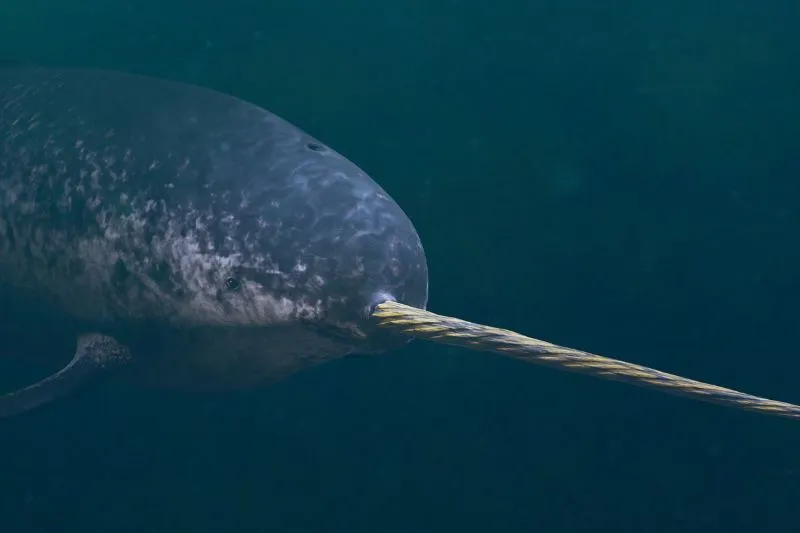 You are currently viewing Are Narwhals Dangerous? Can They Kill You?