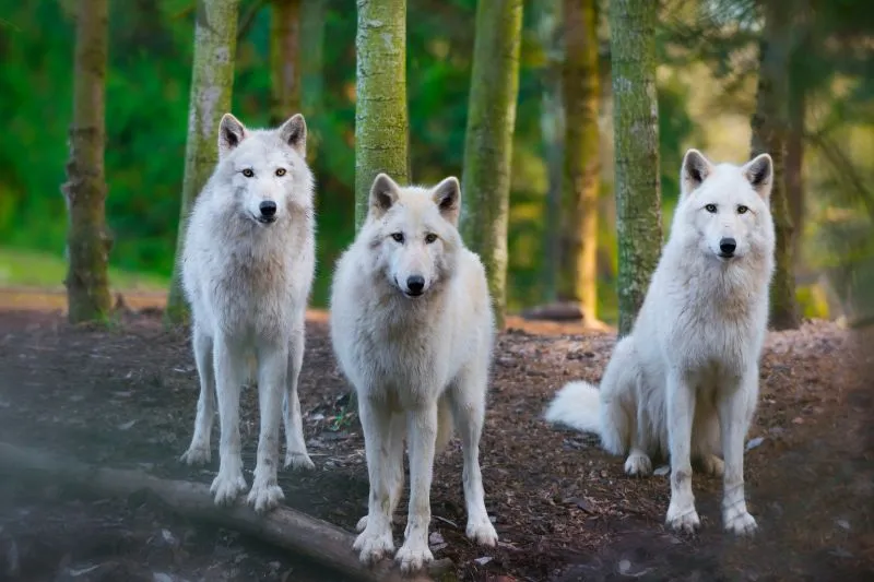 Arctic-Wolf-Pack