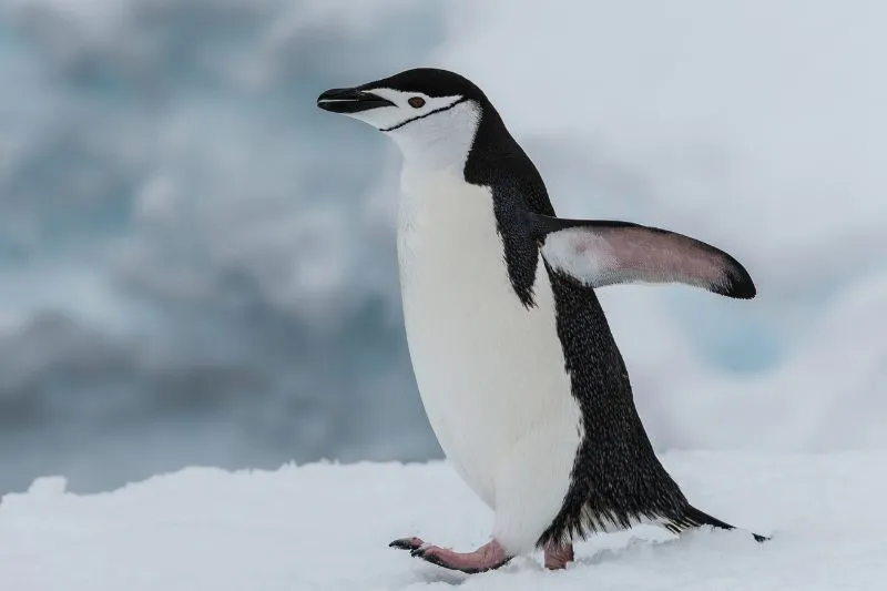 Chinstrap-Penguin