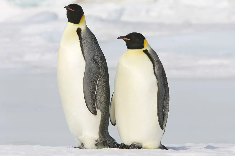 17 Ice-Cool Emperor Penguin Facts [#13 Will Melt Your Heart] - Polar ...