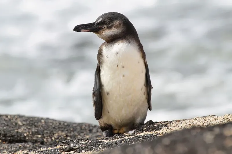 オランダ限定 100体 ペンギンとPenguin Grey Belly
