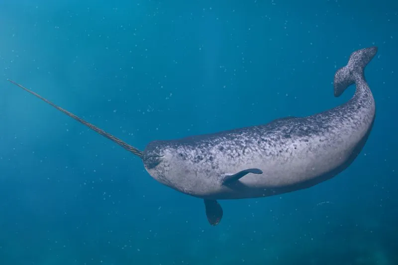 What is a Narwhal? Are They Whales?