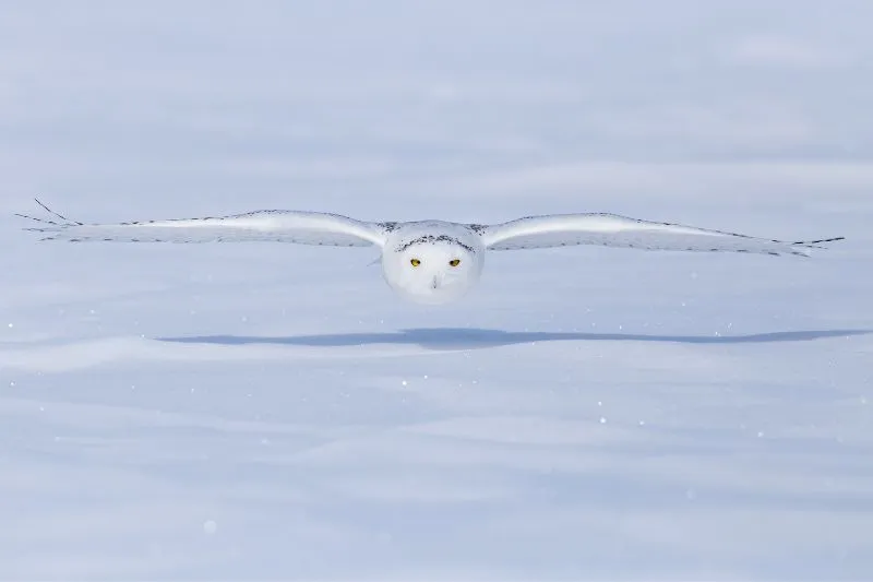 Snowy-Owl-Flying