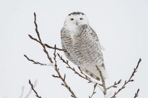 15 Curious Facts About Snowy Owls [#10 Will Surprise You!] - Polar ...