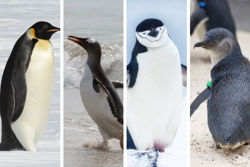 You are currently viewing 19 Types of Penguins [+ What Makes Each Unique]