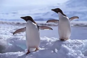 Read more about the article Can Penguins Be Gay? [All Questions Answered]