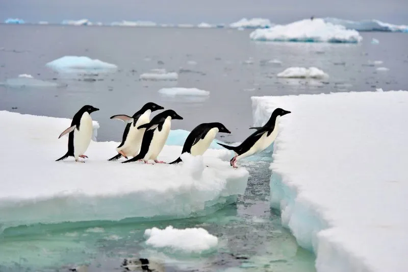 Adelie Penguins Jumping Over Ice