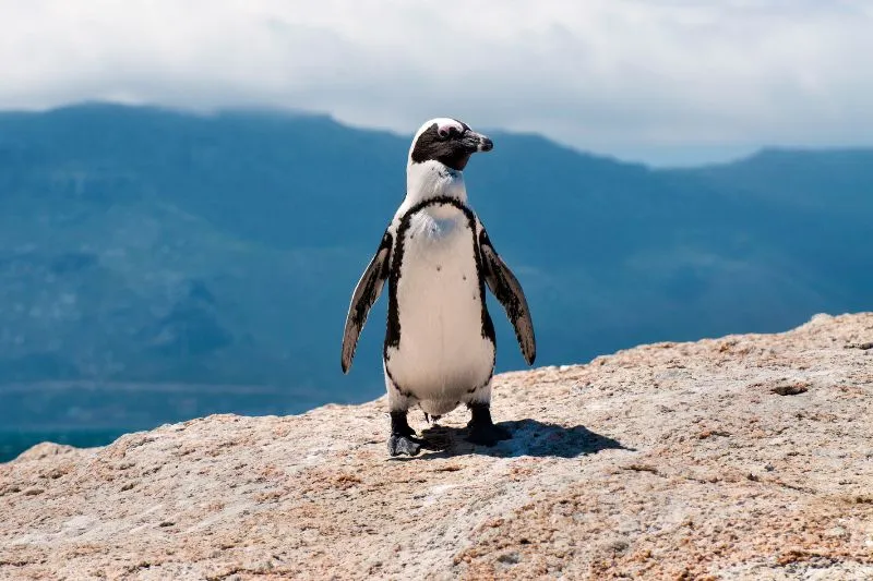 15 Amazing Facts About African Penguins [#9 Might Make You Squirm]