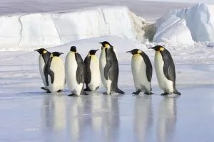 Read more about the article 17 Ice-Cool Emperor Penguin Facts [#13 Will Melt Your Heart]