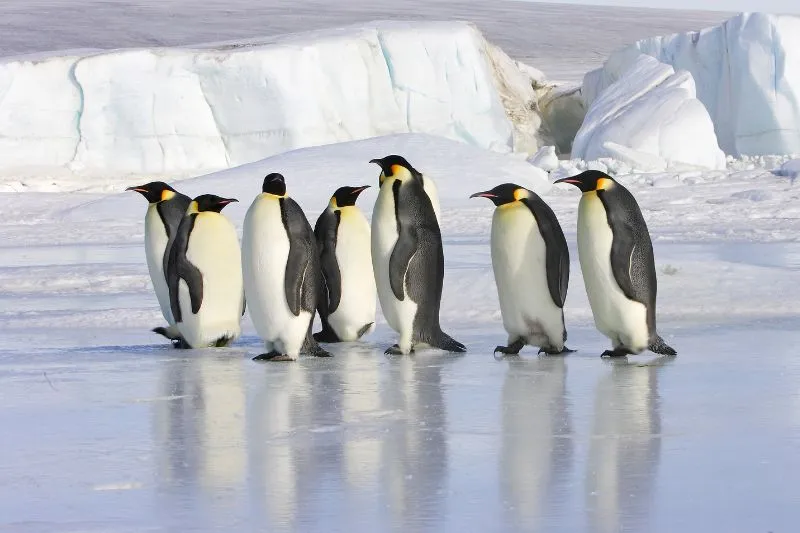 17 Ice-Cool Emperor Penguin Facts [#13 Will Melt Your Heart]