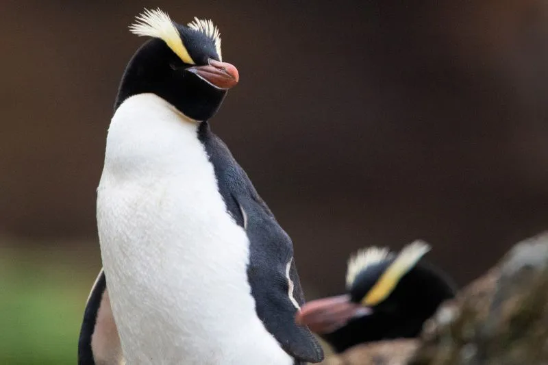 You are currently viewing 10 Epic Facts About Erect-Crested Penguins