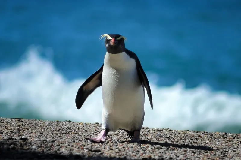 You are currently viewing 12 Fascinating Facts About Fiordland Penguins [#4 is Hard to Believe]