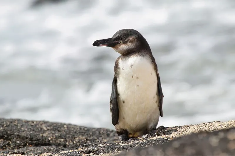 You are currently viewing 16 Eye-Opening Facts About Galapagos Penguins