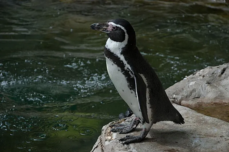 Humboldt Penguin 2