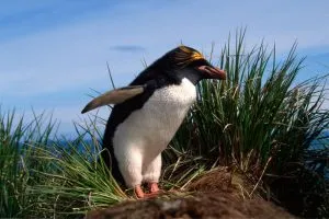 Read more about the article 15 Mind-Blowing Facts About Macaroni Penguin