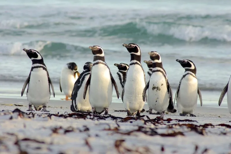 Magellanic penguins group
