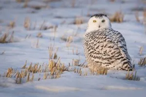 Read more about the article Why Are Snowy Owls Endangered? How Many Are Left?