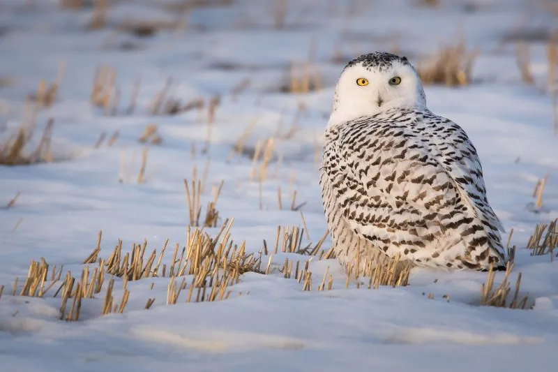 You are currently viewing Why Are Snowy Owls Endangered? How Many Are Left?