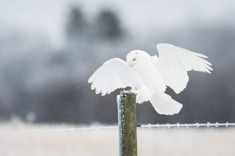 15 Curious Facts About Snowy Owls [#10 Will Surprise You!] - Polar ...