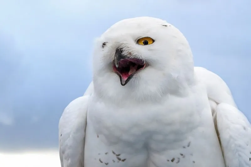 Snowy-Owl-Closeup
