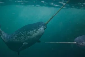 Read more about the article What Do Narwhals Eat? Are They Carnivores?