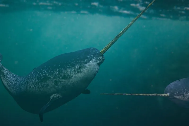 What-do-Narwhal-Eat