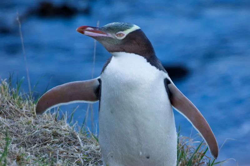 12 Mind-Blowing Facts About the Rare Yellow-Eyed Penguin