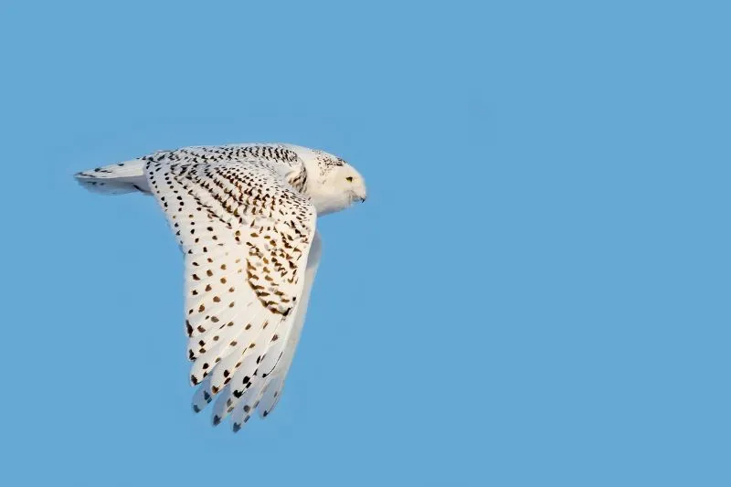 Snowy-Owl-FLying-1
