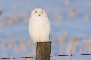 Read more about the article 15 Curious Facts About Snowy Owls [#10 Will Surprise You!]