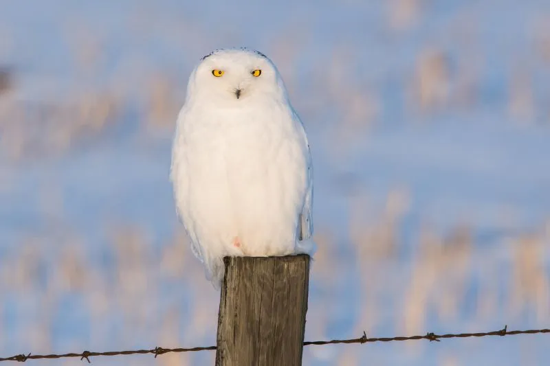 15 Curious Facts About Snowy Owls [#10 Will Surprise You!]
