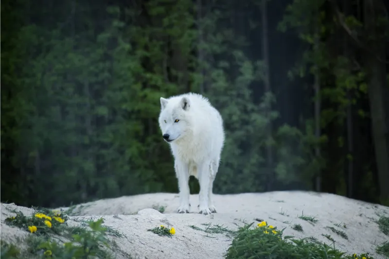 You are currently viewing What Are the Predators of Arctic Wolves?