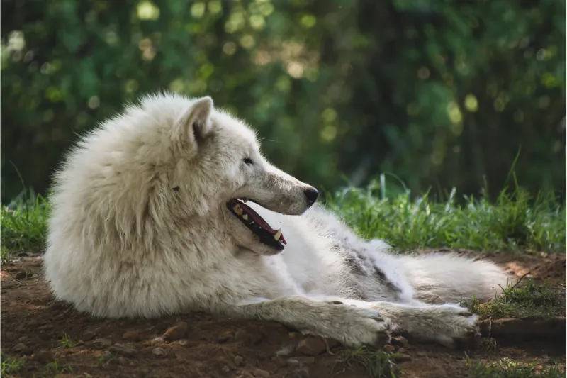 Arctic wolf lying down