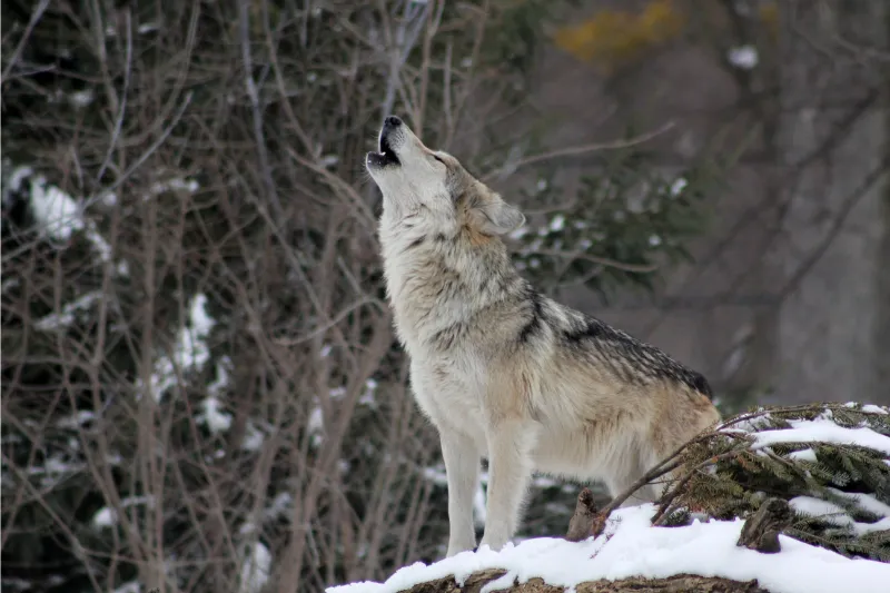 Howling arctic wolf in snow