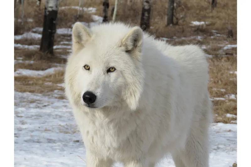 White arctic wolf