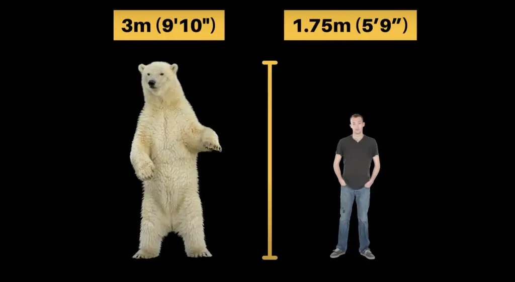 How tall are polar bears compared to humans?