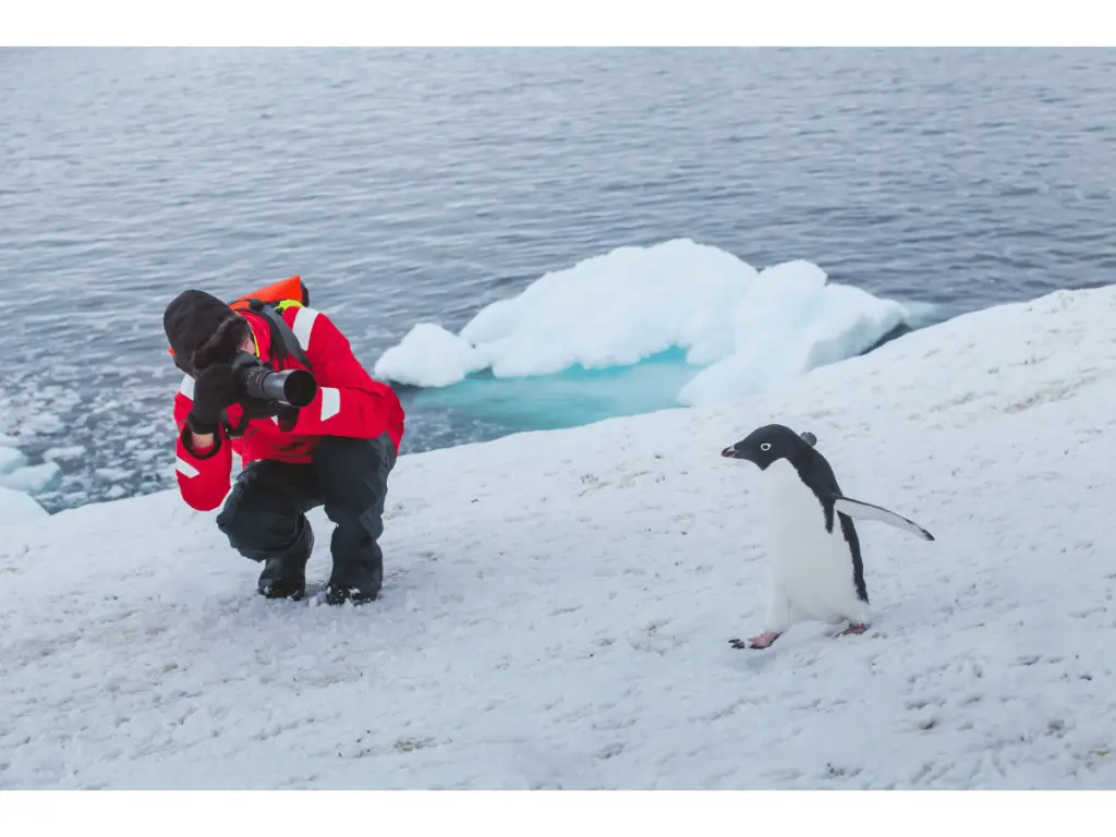 A tourist in Antarctica taking a photograph of a penguin on ice