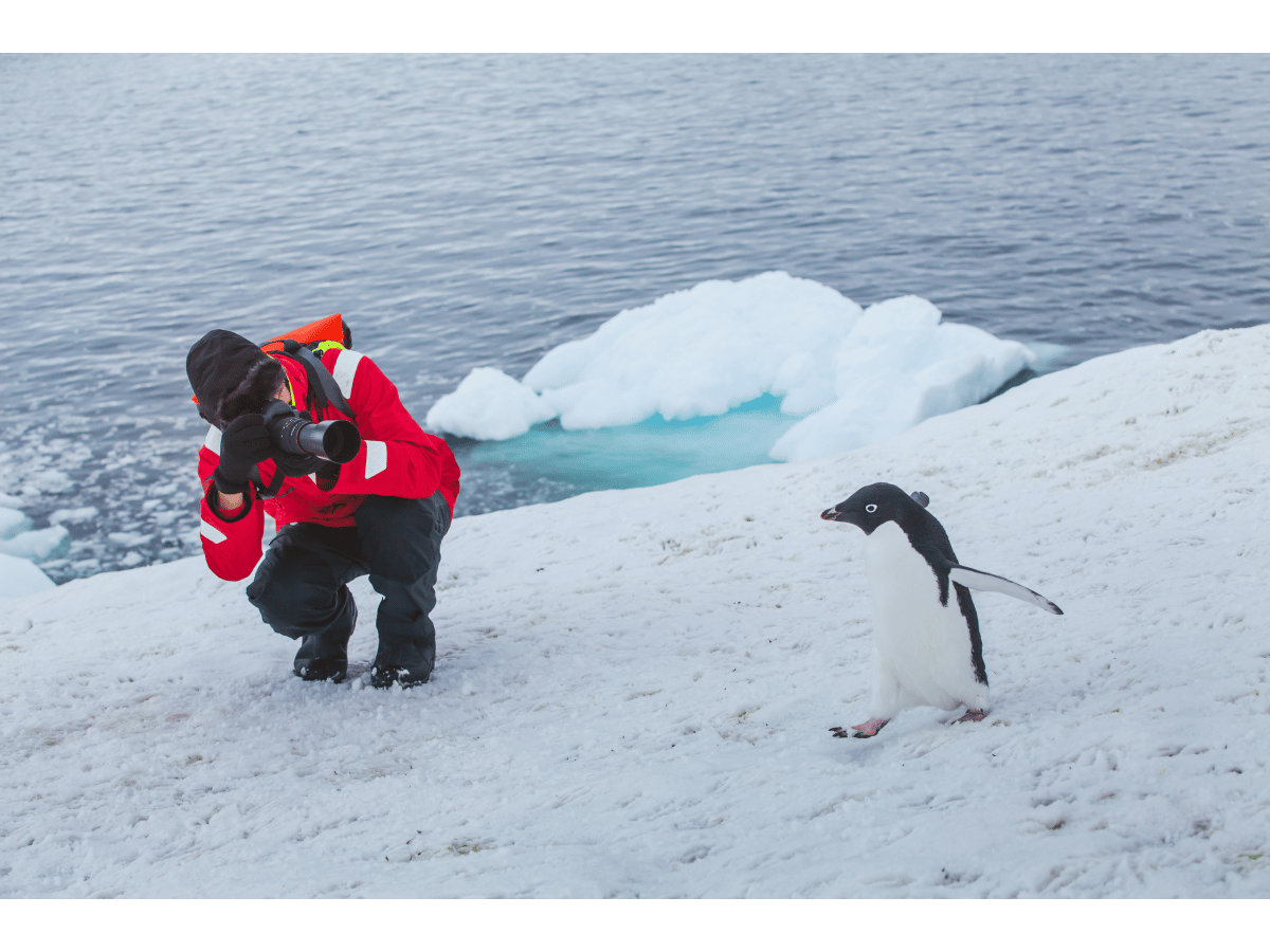 A traveller photographing an Adélie penguin in Antarctica