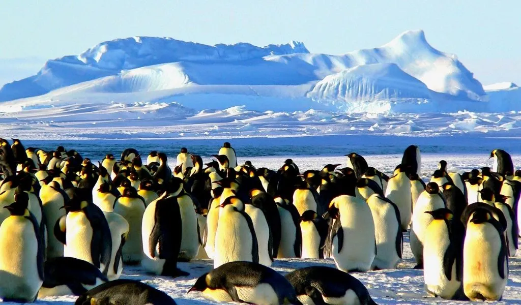 Emperor penguin colony in Antarctica